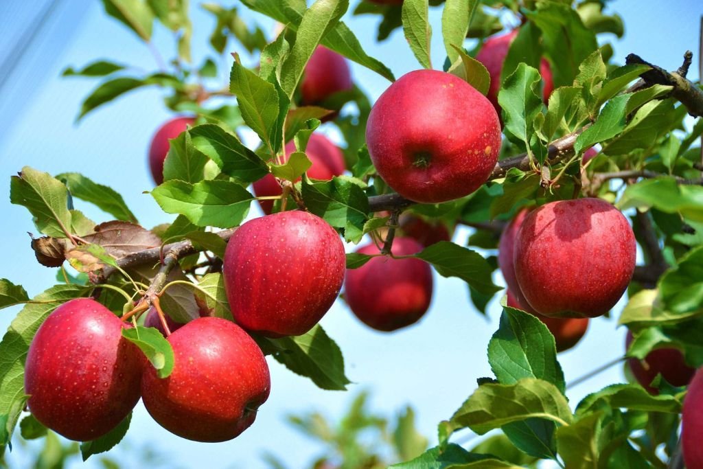 Early Red One Apple Plant